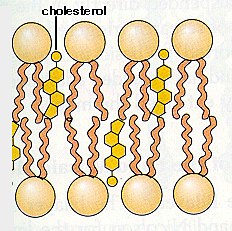 cholesterol/membrane cross section